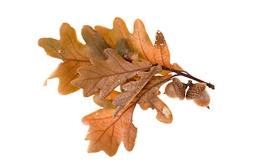 Image showing Autumn leafs