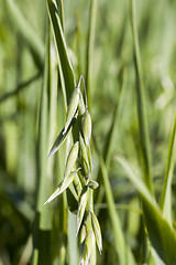 Image showing Field with cereal