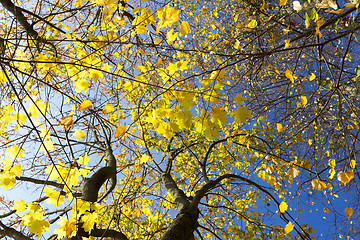 Image showing yellowed maple trees in autumn