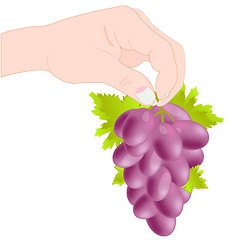 Image showing Grozdi grape in hand