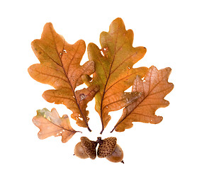 Image showing Autumn leafs