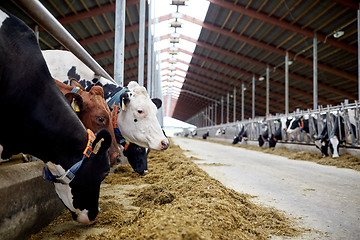 Image showing herd of cows eating hay in cowshed on dairy farm