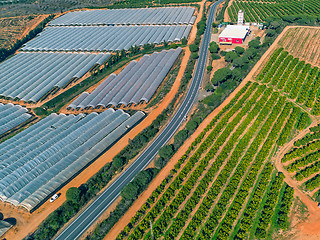 Image showing Aerial View Fruit and Orange Trees Plantation