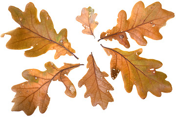 Image showing Autumn leafs