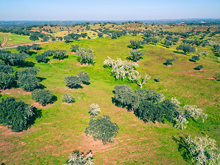 Image showing Aerial View Green Fields with Trees