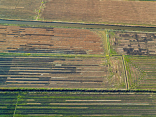 Image showing Aerial View Rice Fields