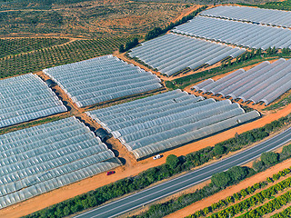 Image showing Aerial View Fruit and Orange Trees Plantation