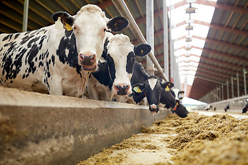 Image showing herd of cows eating hay in cowshed on dairy farm