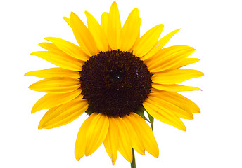 Image showing Sunflower