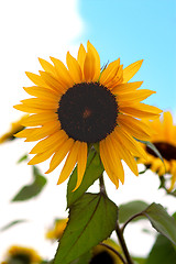 Image showing Sunflowers