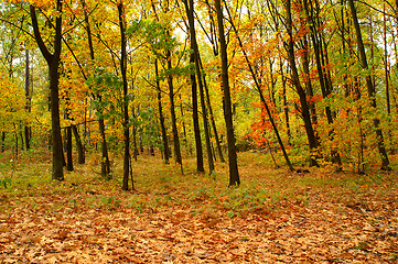 Image showing Autumn forest