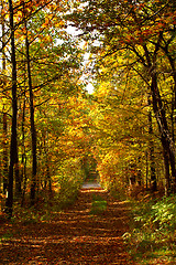 Image showing Autumn road