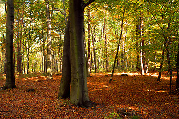 Image showing Beech forest