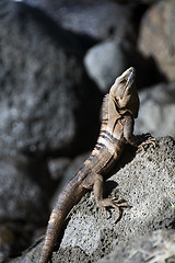 Image showing lack spiny-tailed iguana seen in Big Corn Island Nicaragua Centr