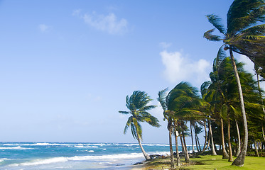 Image showing Sally Peaches Beach Big Corn Island Nicaragua Central America on