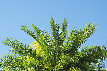 Image showing Palmtree leaves