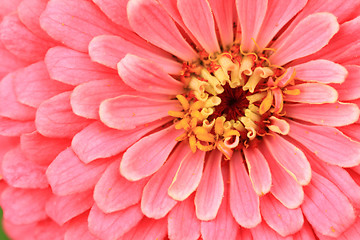 Image showing zinnia flower detail