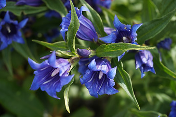 Image showing blue gentian flower