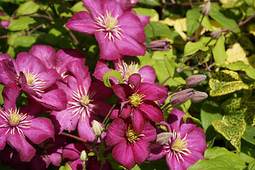 Image showing clematis flowers 