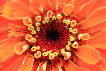 Image showing zinnia flower detail