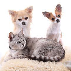 Image showing cat and chihuahua are resting