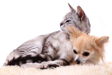 Image showing cat and chihuahua are resting