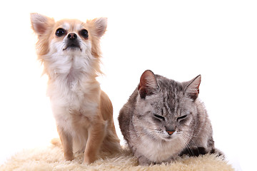 Image showing cat and chihuahua are resting