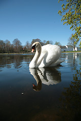 Image showing Swan