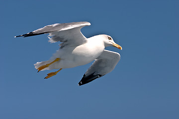 Image showing bird seagull