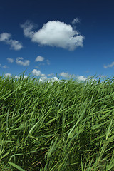 Image showing Green grass and blue sky 