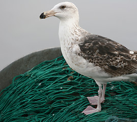 Image showing fishnet in a harbor in denmark