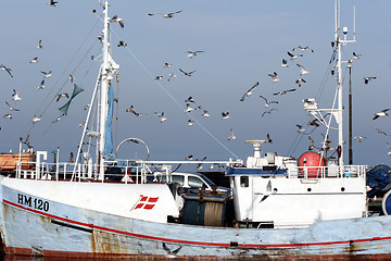 Image showing bird seagull