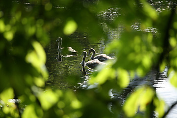 Image showing swans