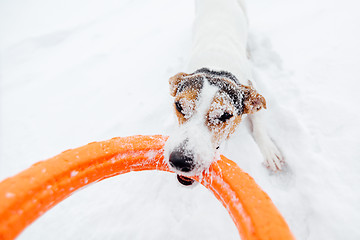 Image showing Jack Russell in the snow plays with his toy