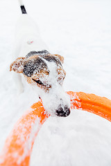 Image showing Jack Russell in the snow plays with his toy