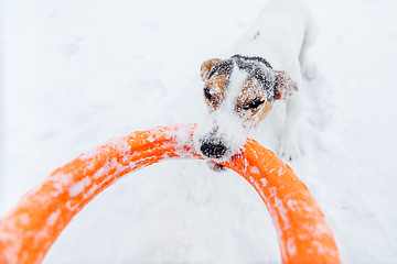 Image showing Jack Russell in the snow plays with his toy