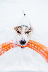 Image showing Jack Russell in the snow plays with his toy