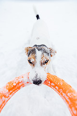 Image showing Jack Russell in the snow plays with his toy