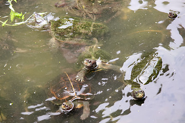 Image showing Tortoises