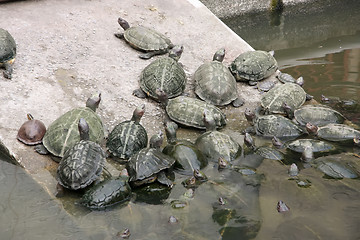 Image showing Tortoises