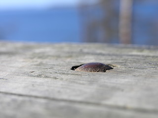 Image showing metal nail in wood