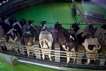 Image showing milking cows at dairy farm rotary parlour system