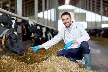 Image showing veterinarian feeding cows in cowshed on dairy farm