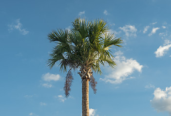 Image showing Palmtree