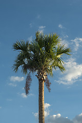 Image showing Palmtree