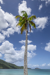 Image showing Palmtree in the caribbean