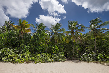 Image showing Beautiful palmtrees at a tropical beach