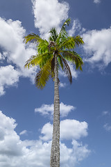 Image showing Palmtree