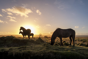 Image showing Horses at sunrise