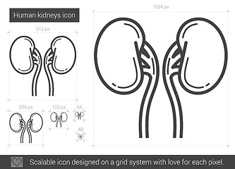 Image showing Human kidneys line icon.